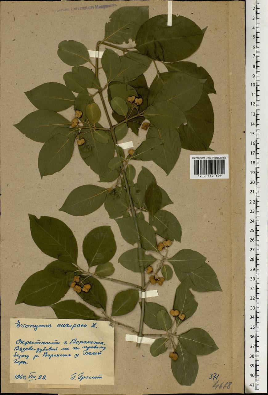 Euonymus europaeus L., Eastern Europe, Central forest-and-steppe region (E6) (Russia)