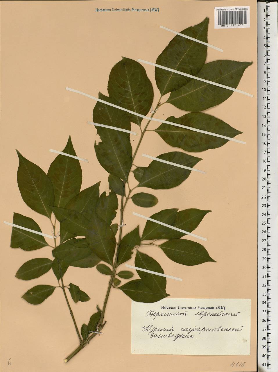 Euonymus europaeus L., Eastern Europe, Central forest-and-steppe region (E6) (Russia)