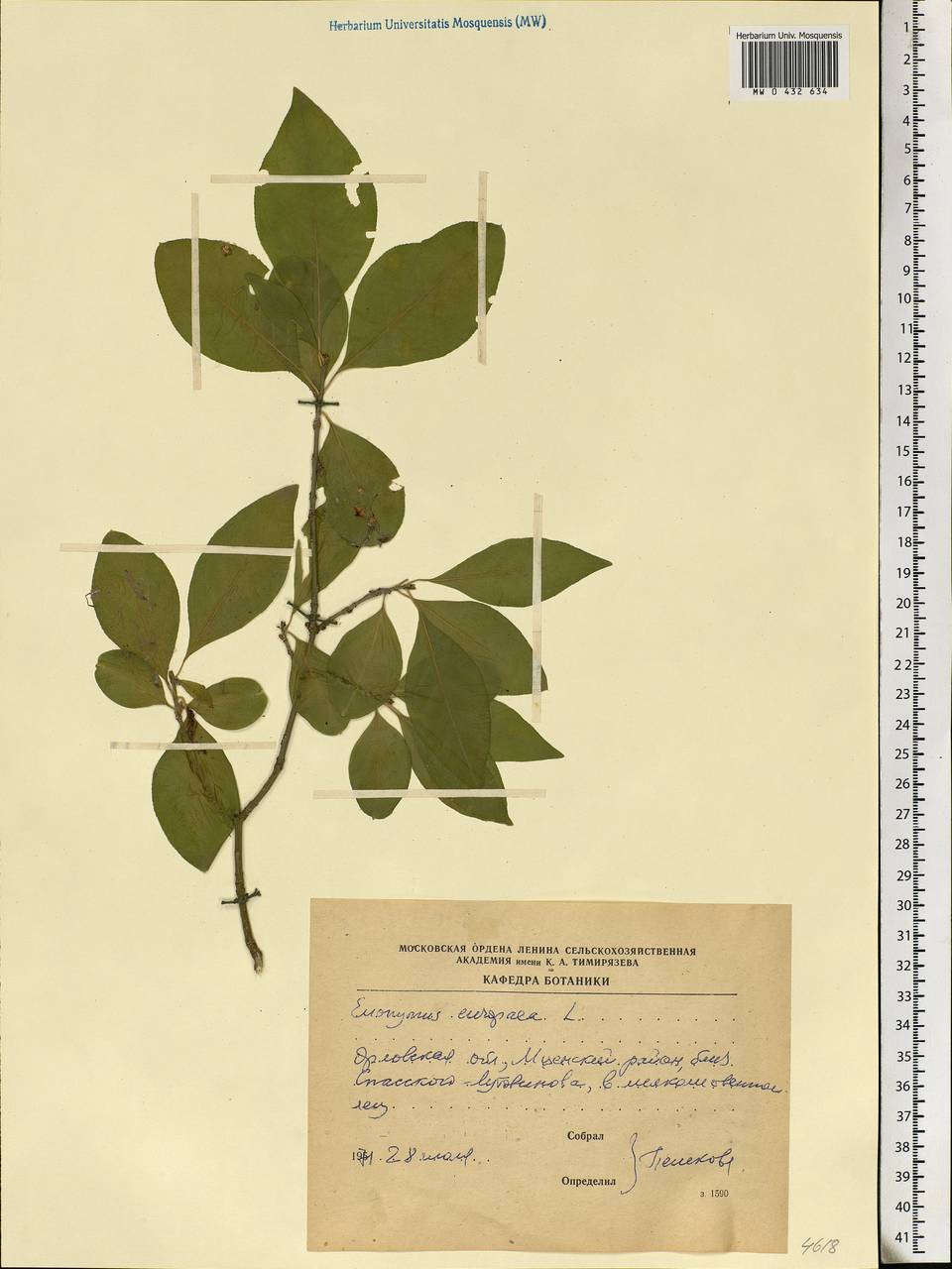 Euonymus europaeus L., Eastern Europe, Central forest-and-steppe region (E6) (Russia)