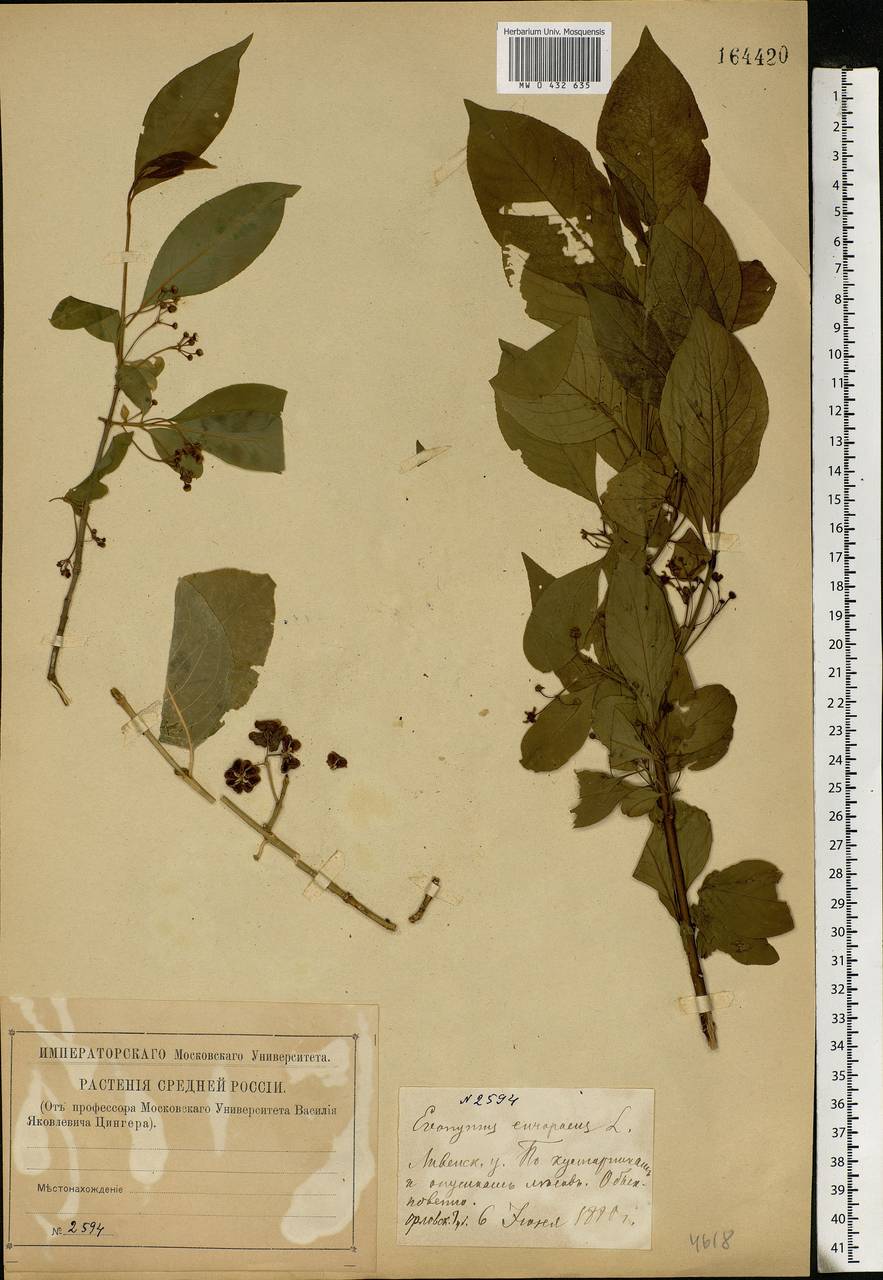 Euonymus europaeus L., Eastern Europe, Central forest-and-steppe region (E6) (Russia)