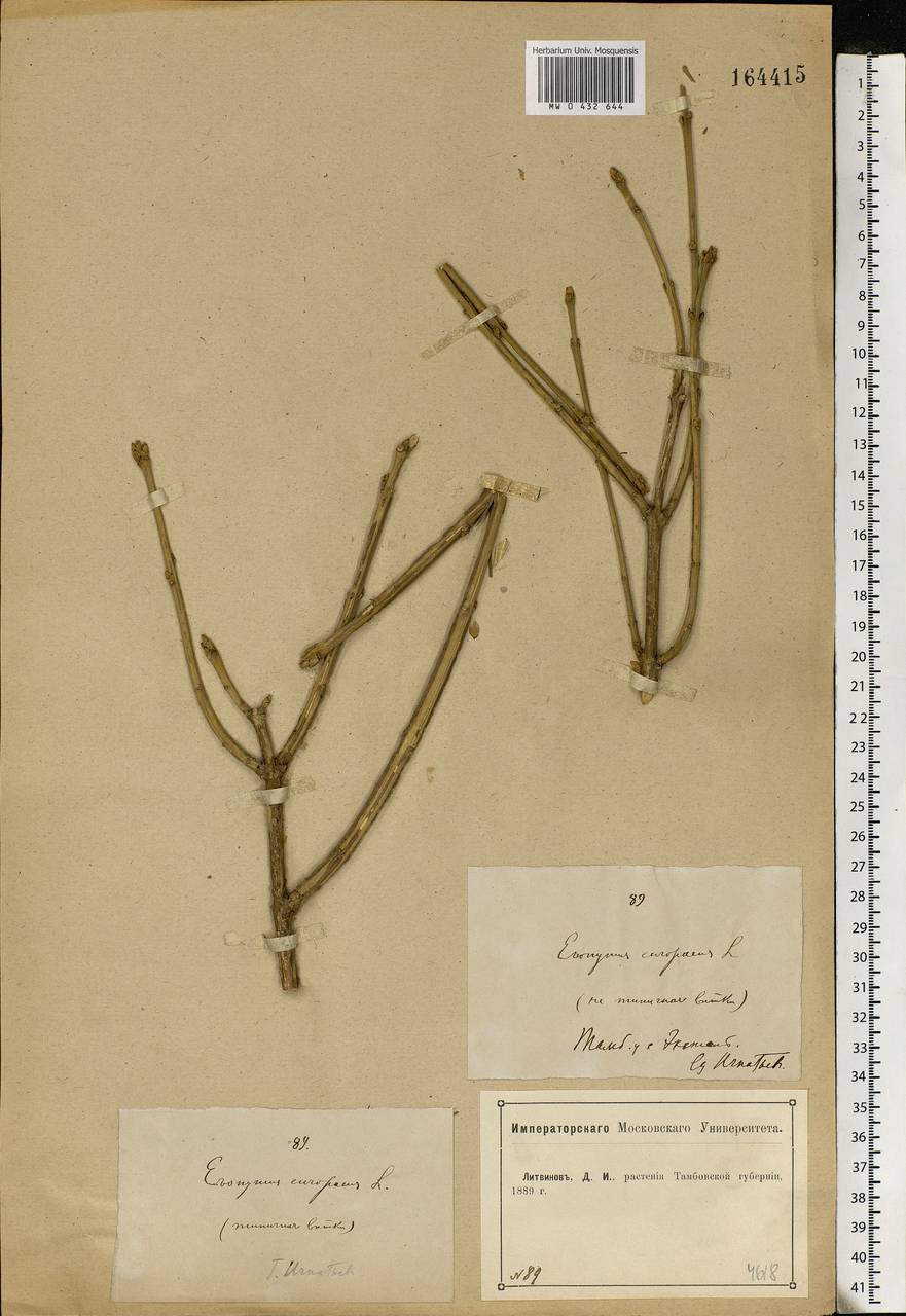 Euonymus europaeus L., Eastern Europe, Central forest-and-steppe region (E6) (Russia)