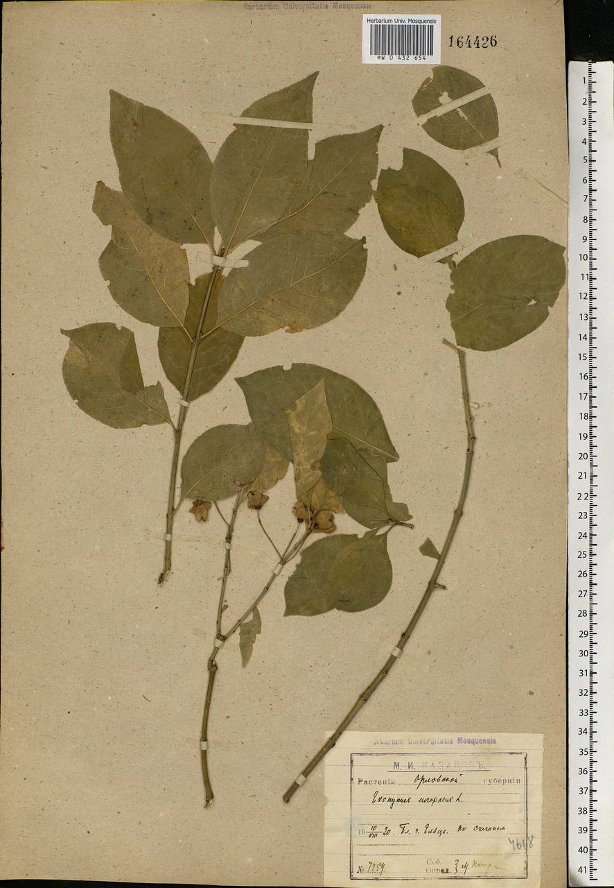 Euonymus europaeus L., Eastern Europe, Central forest-and-steppe region (E6) (Russia)