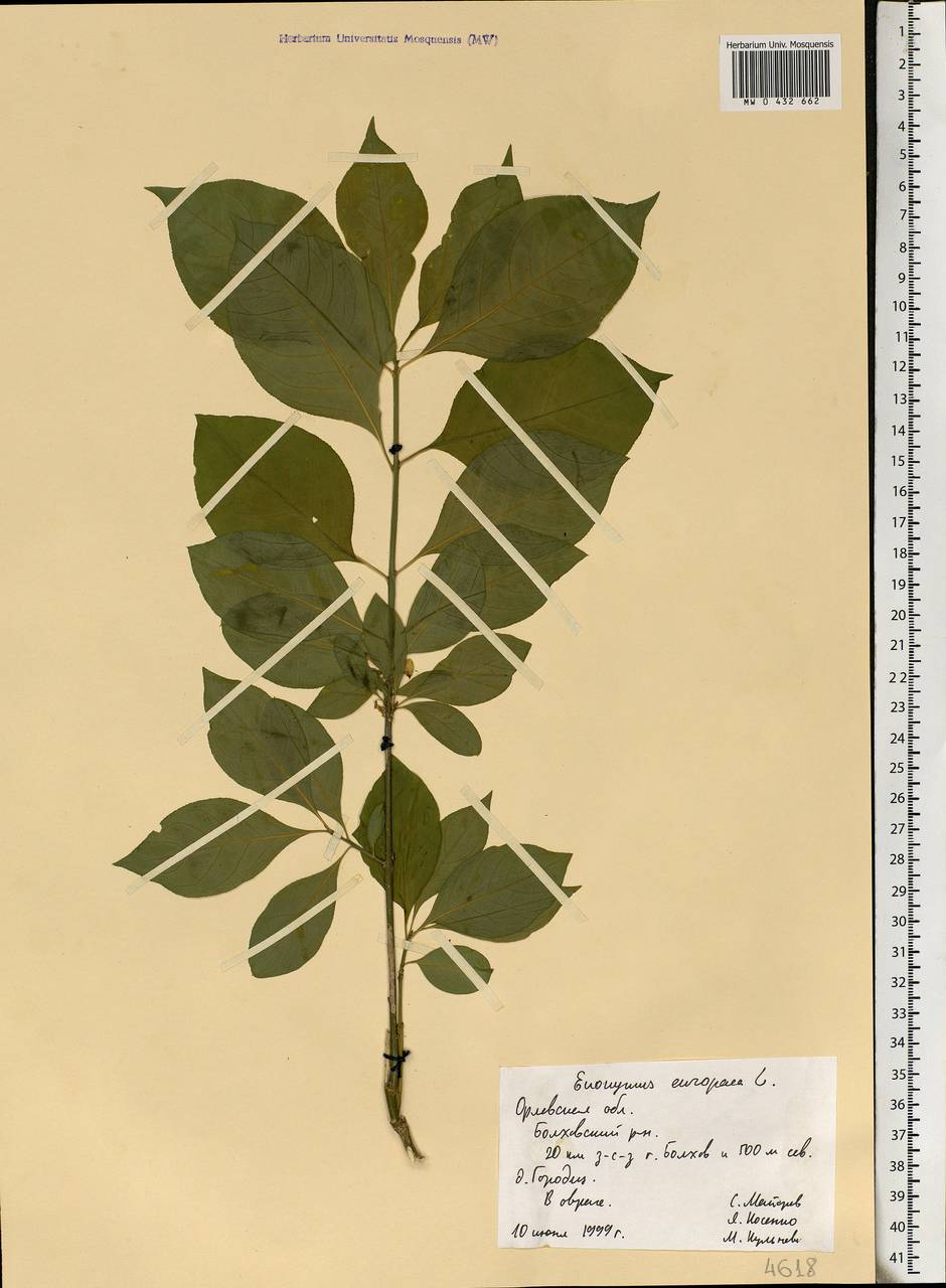 Euonymus europaeus L., Eastern Europe, Central forest-and-steppe region (E6) (Russia)