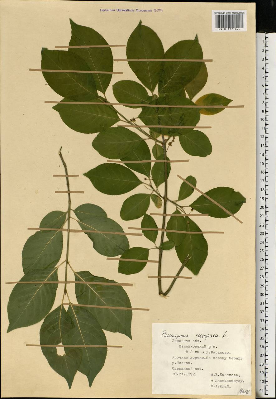 Euonymus europaeus L., Eastern Europe, Central forest-and-steppe region (E6) (Russia)