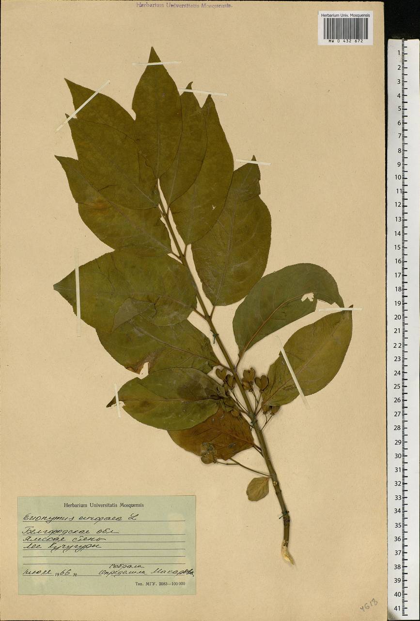 Euonymus europaeus L., Eastern Europe, Central forest-and-steppe region (E6) (Russia)