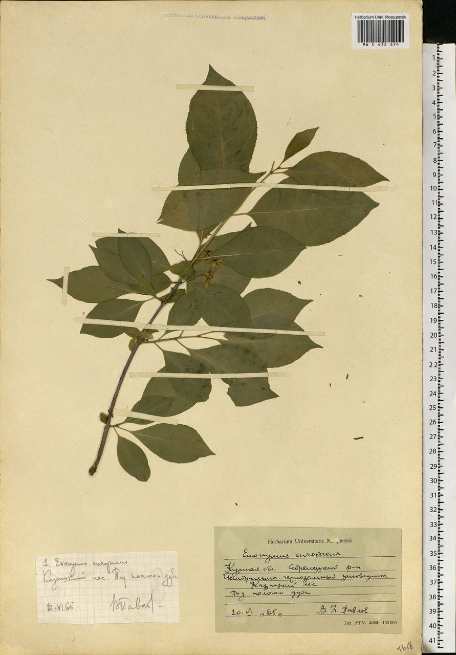 Euonymus europaeus L., Eastern Europe, Central forest-and-steppe region (E6) (Russia)