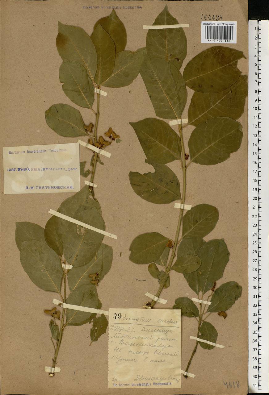 Euonymus europaeus L., Eastern Europe, South Ukrainian region (E12) (Ukraine)