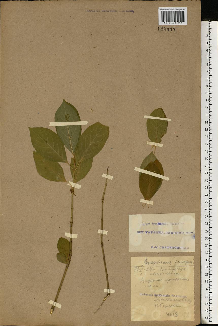 Euonymus europaeus L., Eastern Europe, South Ukrainian region (E12) (Ukraine)