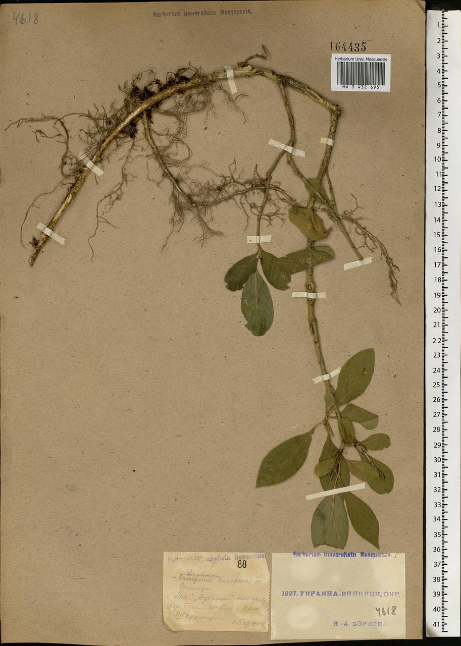 Euonymus europaeus L., Eastern Europe, South Ukrainian region (E12) (Ukraine)