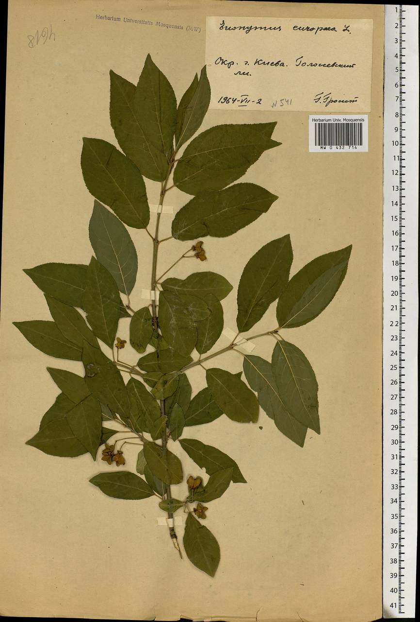Euonymus europaeus L., Eastern Europe, North Ukrainian region (E11) (Ukraine)