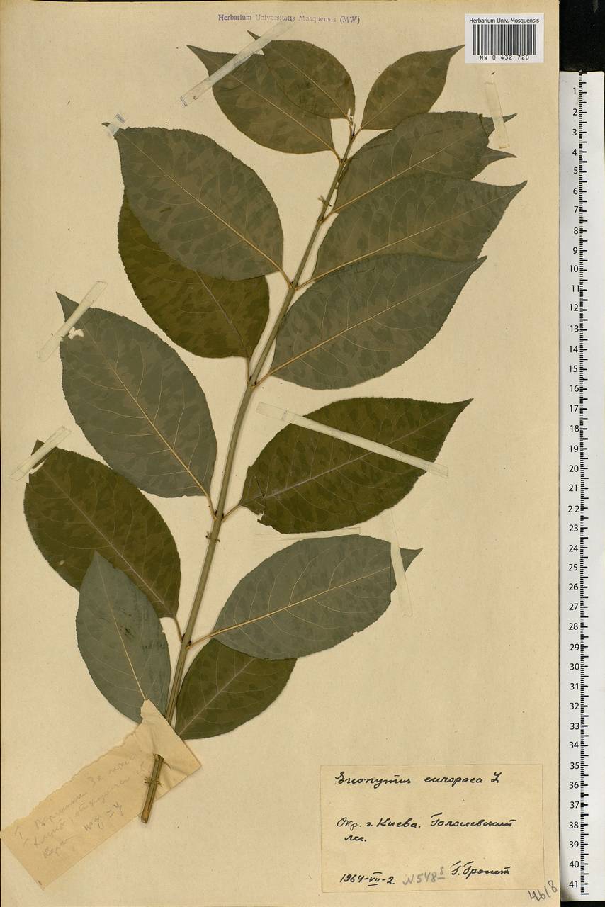 Euonymus europaeus L., Eastern Europe, North Ukrainian region (E11) (Ukraine)