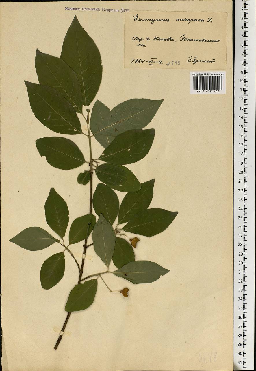 Euonymus europaeus L., Eastern Europe, North Ukrainian region (E11) (Ukraine)