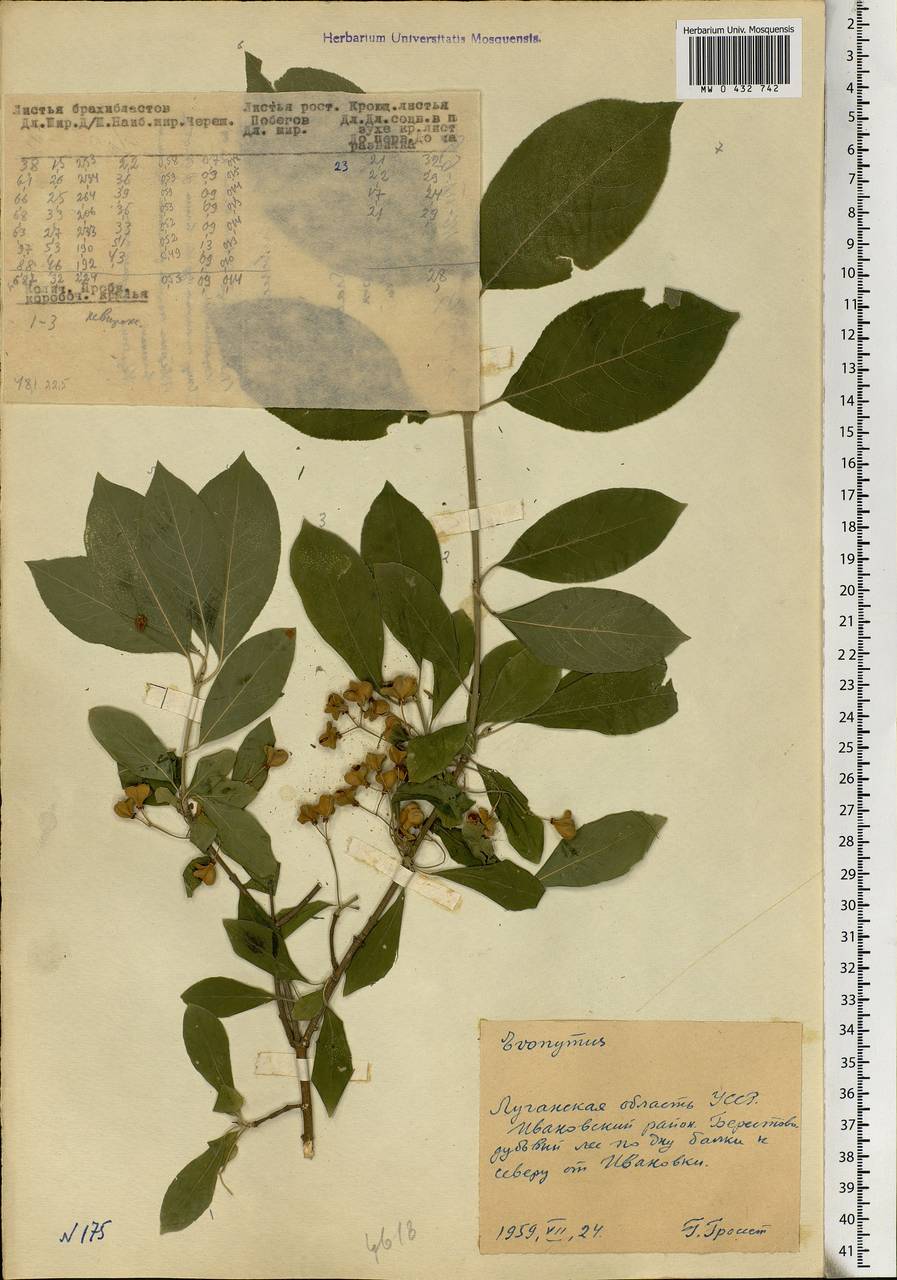 Euonymus europaeus L., Eastern Europe, North Ukrainian region (E11) (Ukraine)