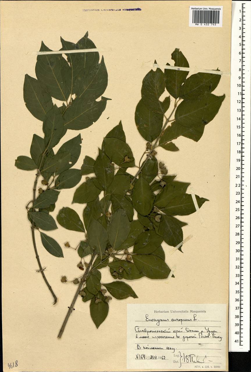 Euonymus europaeus L., Caucasus, Krasnodar Krai & Adygea (K1a) (Russia)