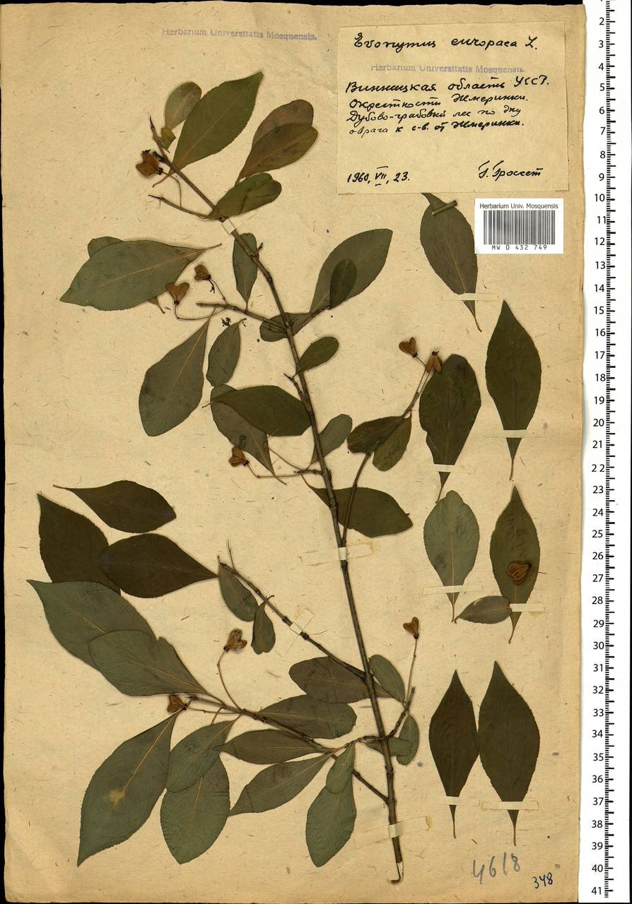 Euonymus europaeus L., Eastern Europe, South Ukrainian region (E12) (Ukraine)