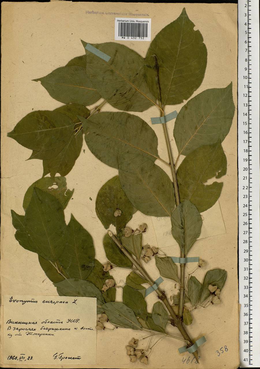 Euonymus europaeus L., Eastern Europe, South Ukrainian region (E12) (Ukraine)