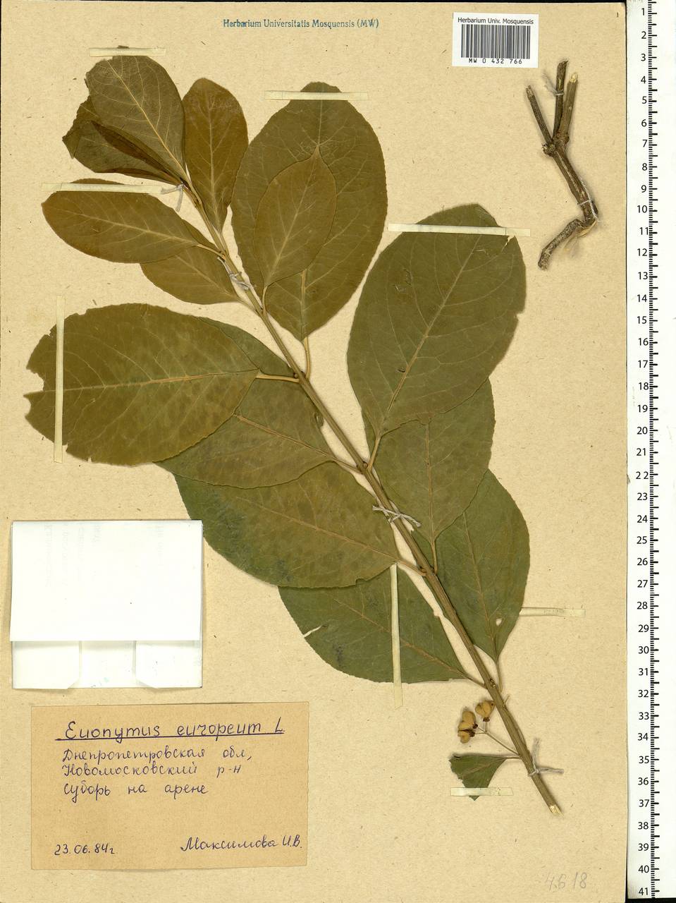 Euonymus europaeus L., Eastern Europe, South Ukrainian region (E12) (Ukraine)