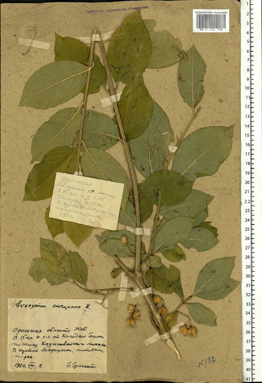 Euonymus europaeus L., Eastern Europe, South Ukrainian region (E12) (Ukraine)