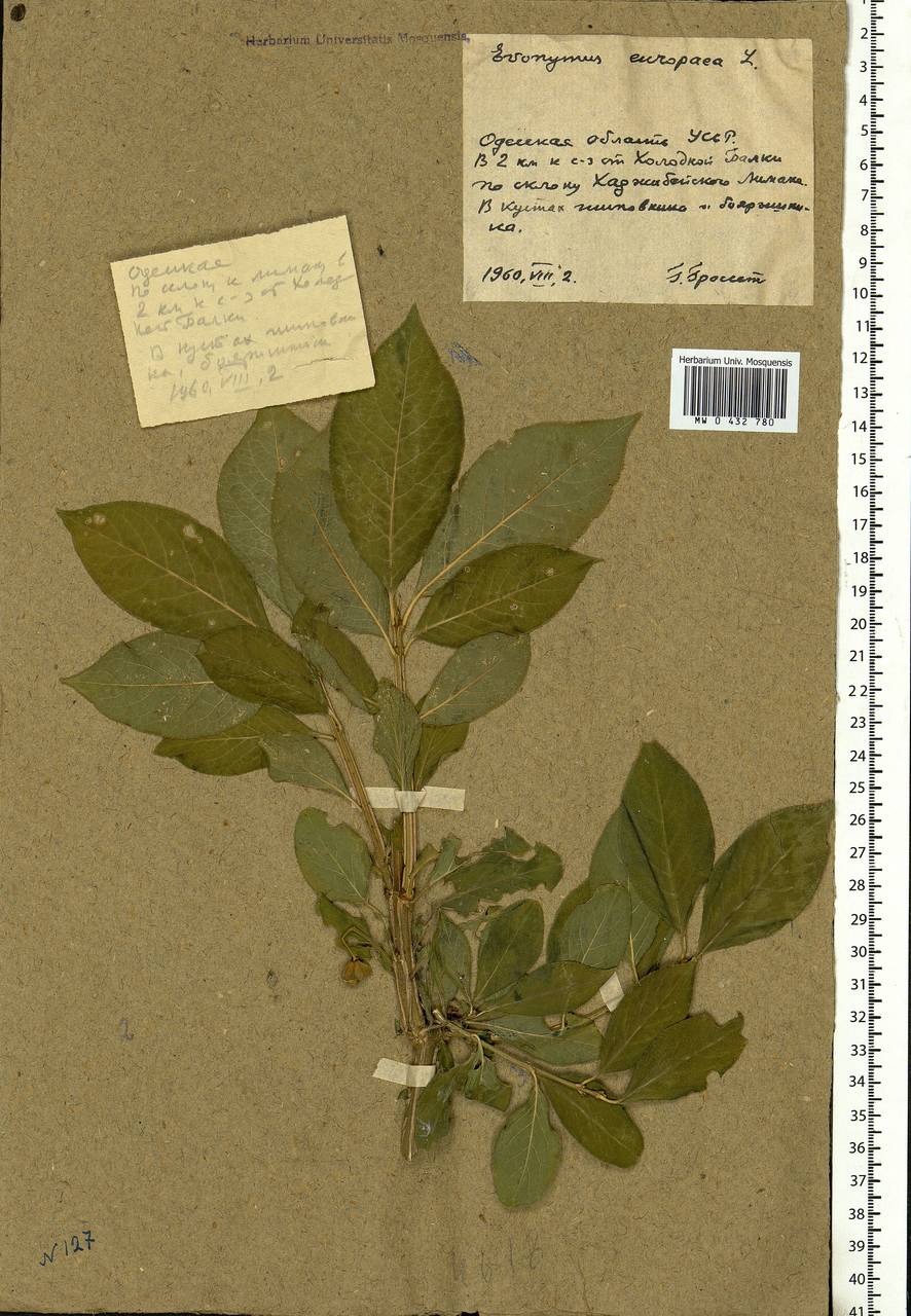 Euonymus europaeus L., Eastern Europe, South Ukrainian region (E12) (Ukraine)