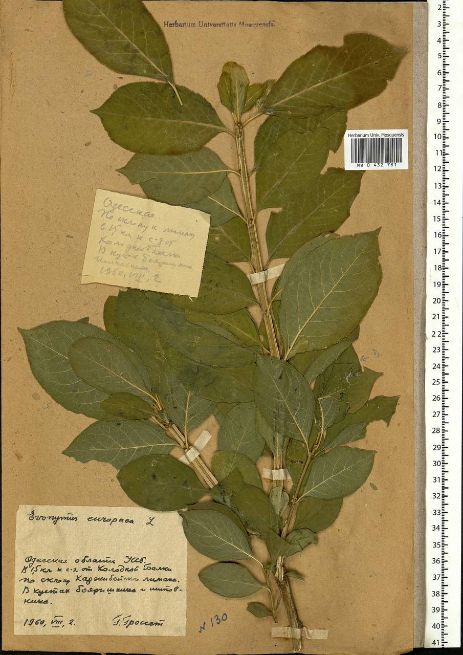 Euonymus europaeus L., Eastern Europe, South Ukrainian region (E12) (Ukraine)