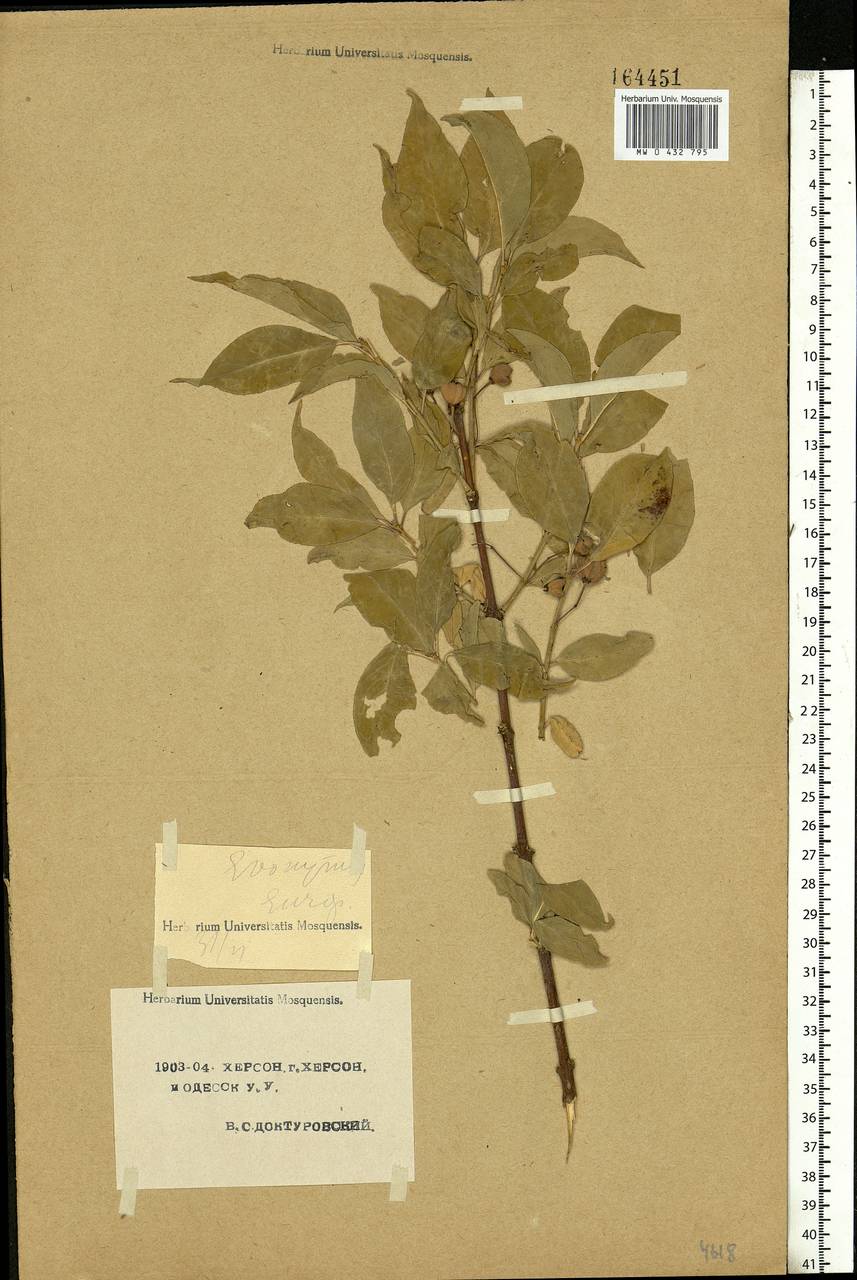 Euonymus europaeus L., Eastern Europe, South Ukrainian region (E12) (Ukraine)