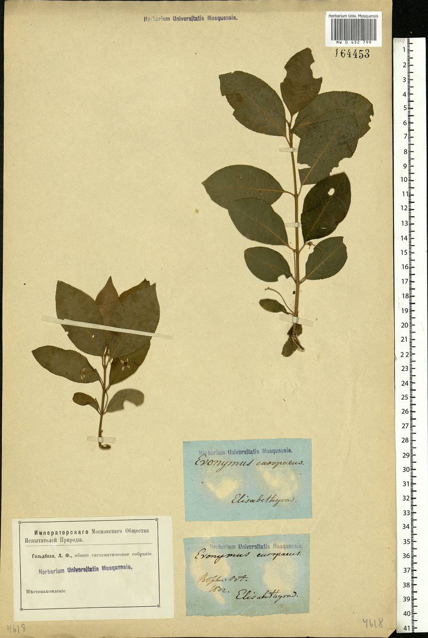 Euonymus europaeus L., Eastern Europe, South Ukrainian region (E12) (Ukraine)