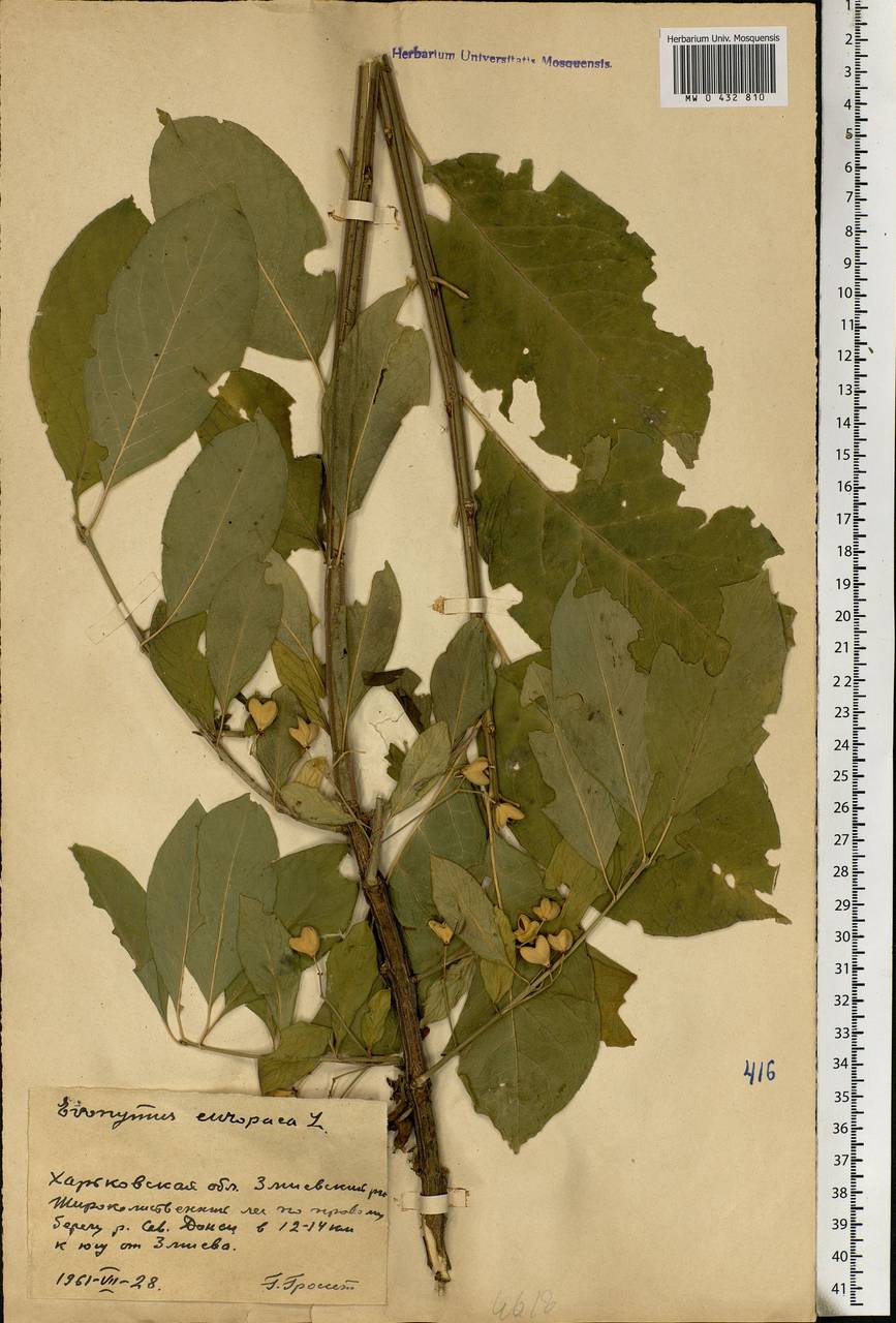 Euonymus europaeus L., Eastern Europe, North Ukrainian region (E11) (Ukraine)