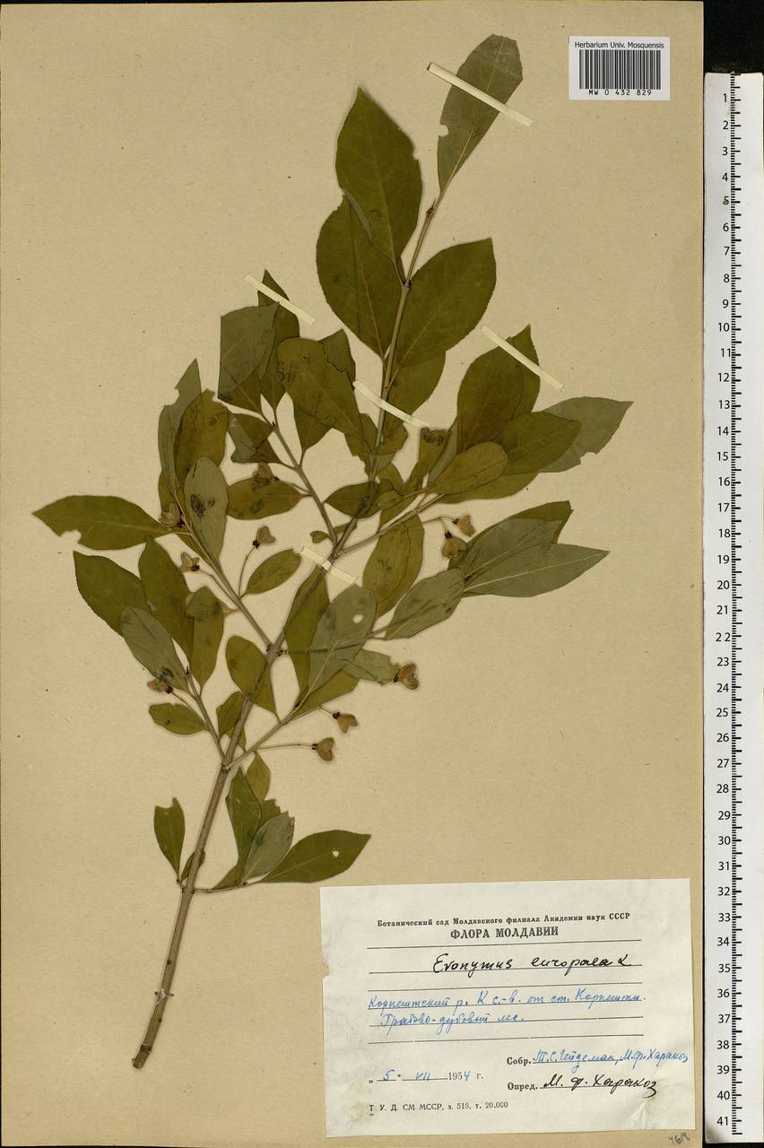 Euonymus europaeus L., Eastern Europe, Moldova (E13a) (Moldova)