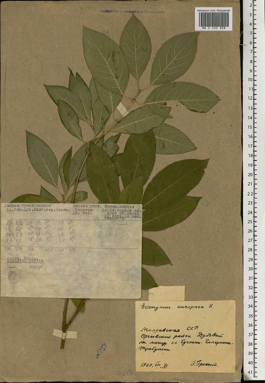 Euonymus europaeus L., Eastern Europe, Moldova (E13a) (Moldova)