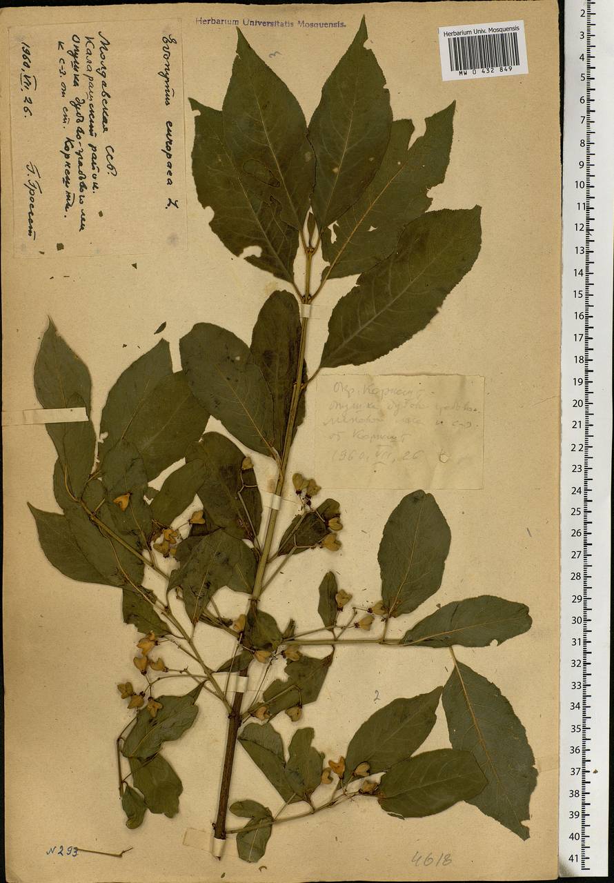 Euonymus europaeus L., Eastern Europe, Moldova (E13a) (Moldova)