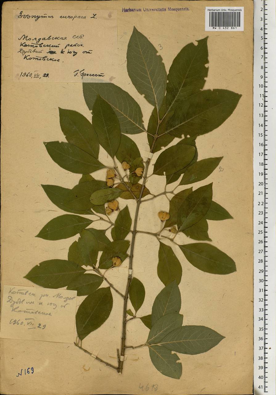 Euonymus europaeus L., Eastern Europe, Moldova (E13a) (Moldova)