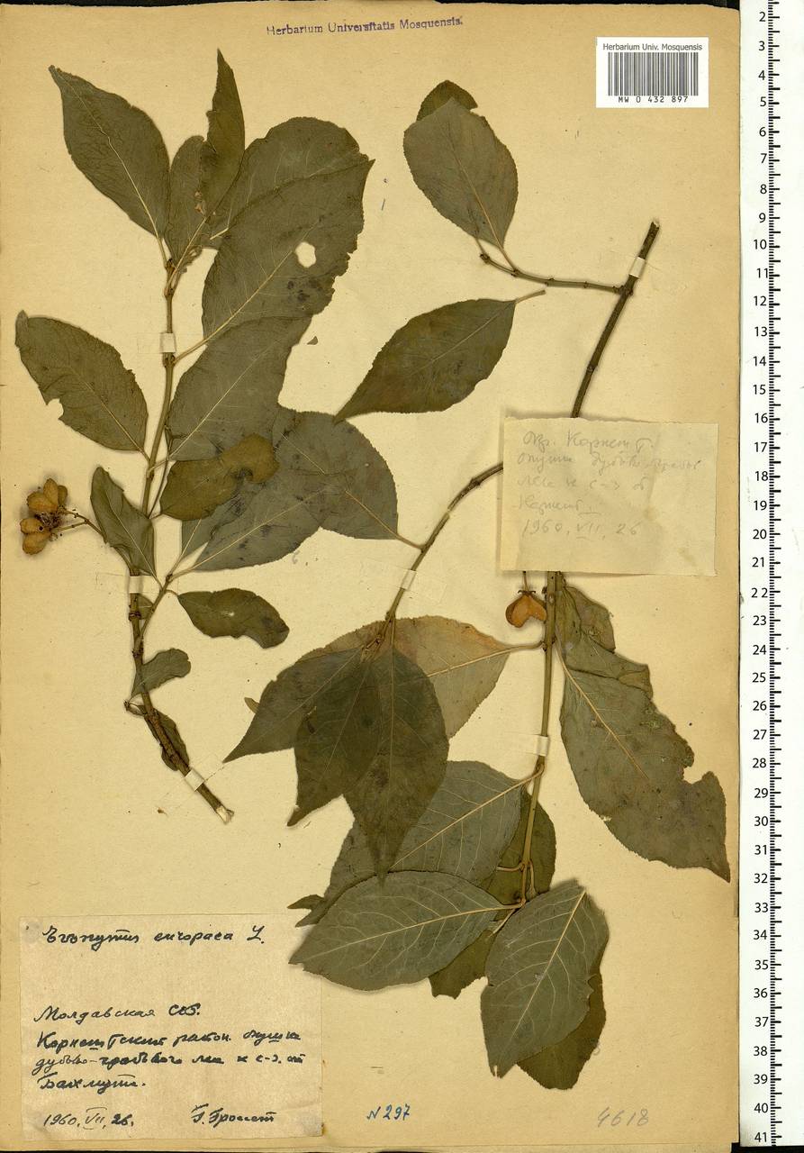 Euonymus europaeus L., Eastern Europe, Moldova (E13a) (Moldova)