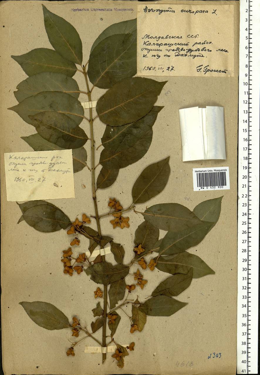 Euonymus europaeus L., Eastern Europe, Moldova (E13a) (Moldova)