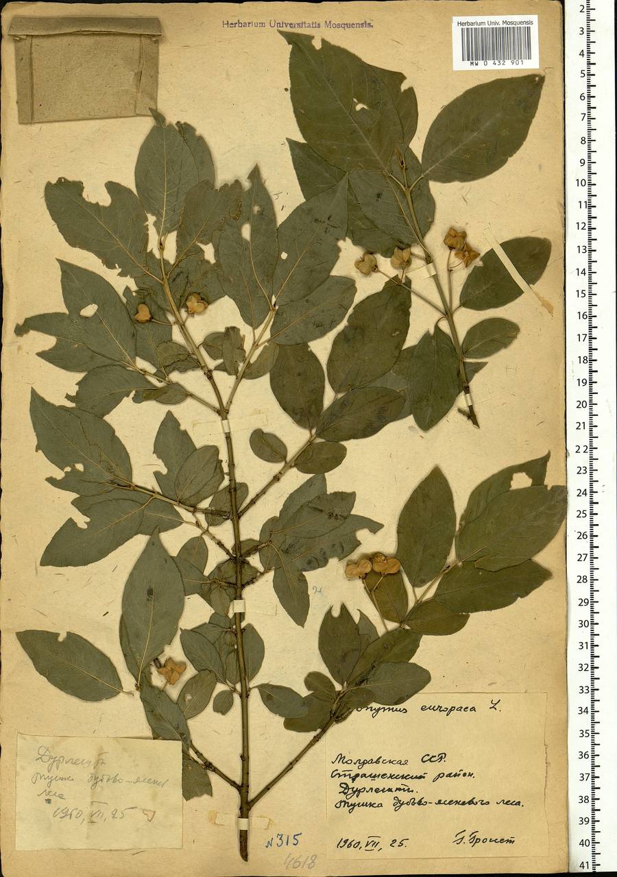 Euonymus europaeus L., Eastern Europe, Moldova (E13a) (Moldova)