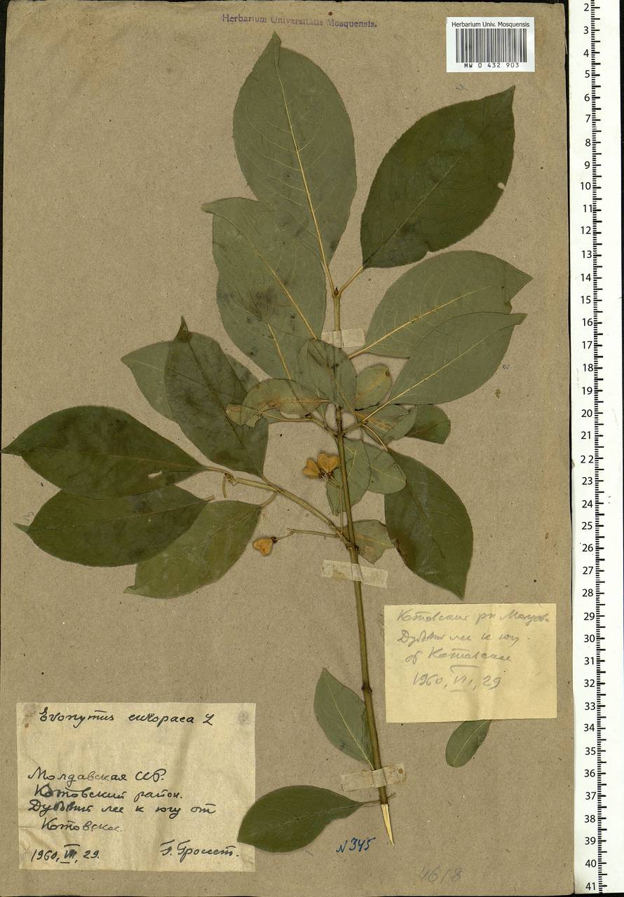 Euonymus europaeus L., Eastern Europe, Moldova (E13a) (Moldova)