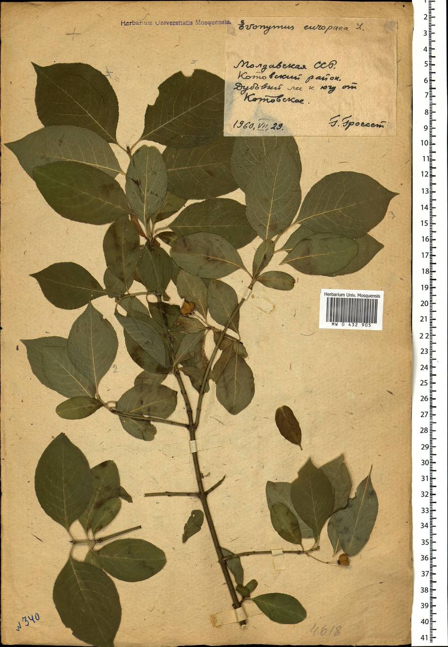 Euonymus europaeus L., Eastern Europe, Moldova (E13a) (Moldova)