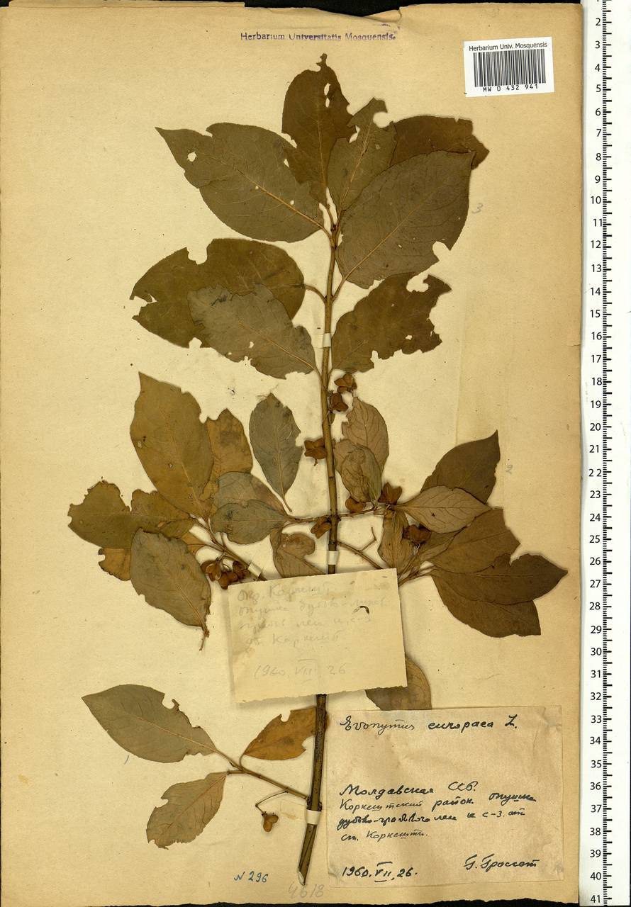 Euonymus europaeus L., Eastern Europe, Moldova (E13a) (Moldova)