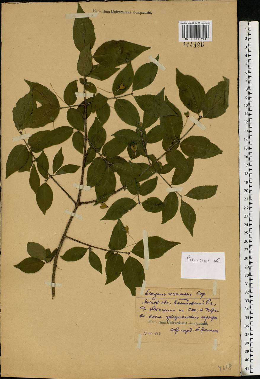 Euonymus verrucosus Scop., Eastern Europe, Central region (E4) (Russia)