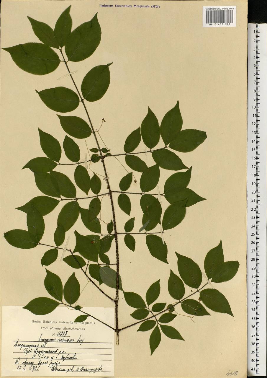 Euonymus verrucosus Scop., Eastern Europe, Central region (E4) (Russia)