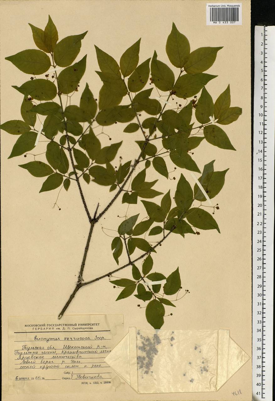 Euonymus verrucosus Scop., Eastern Europe, Central region (E4) (Russia)