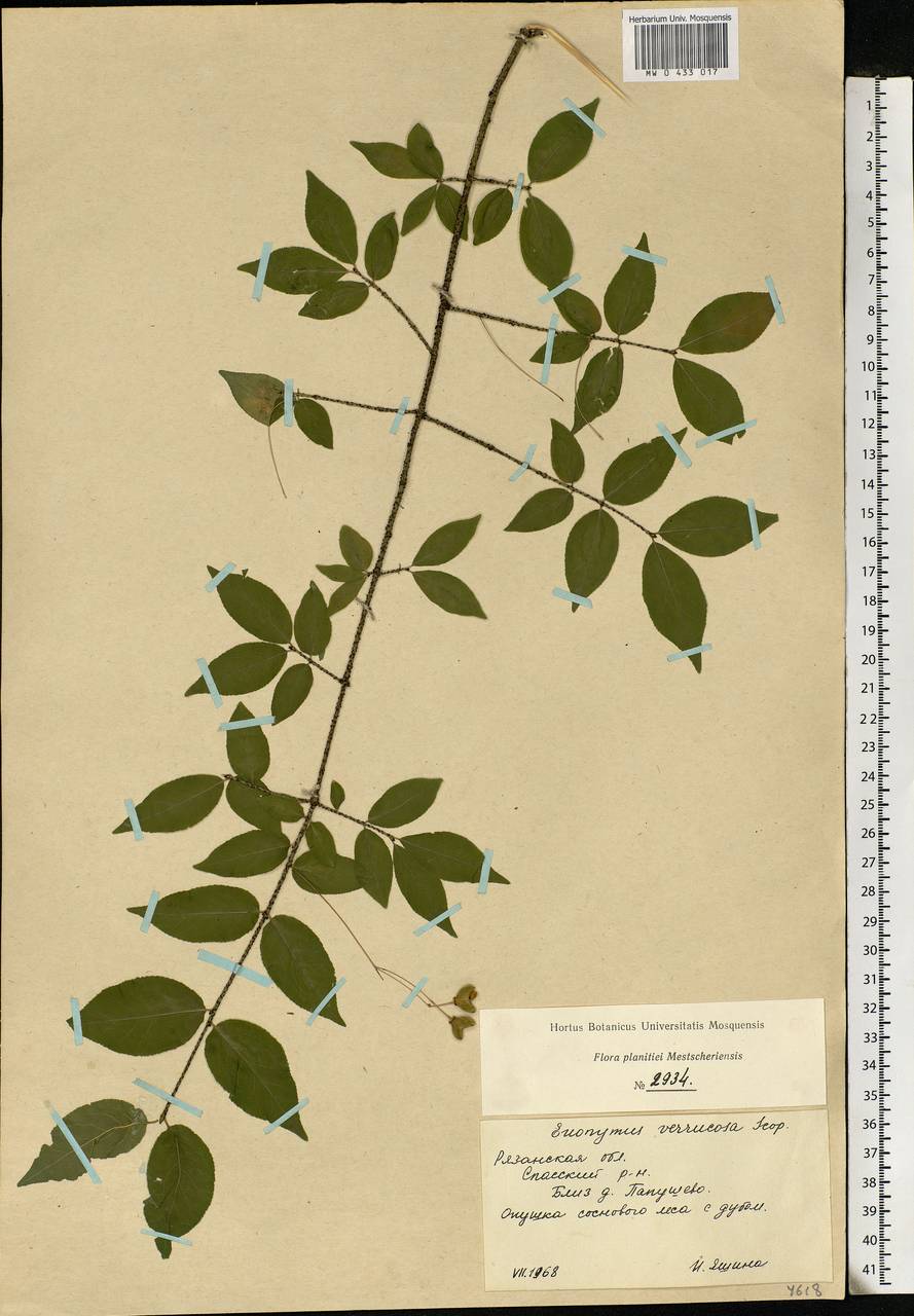 Euonymus verrucosus Scop., Eastern Europe, Central region (E4) (Russia)