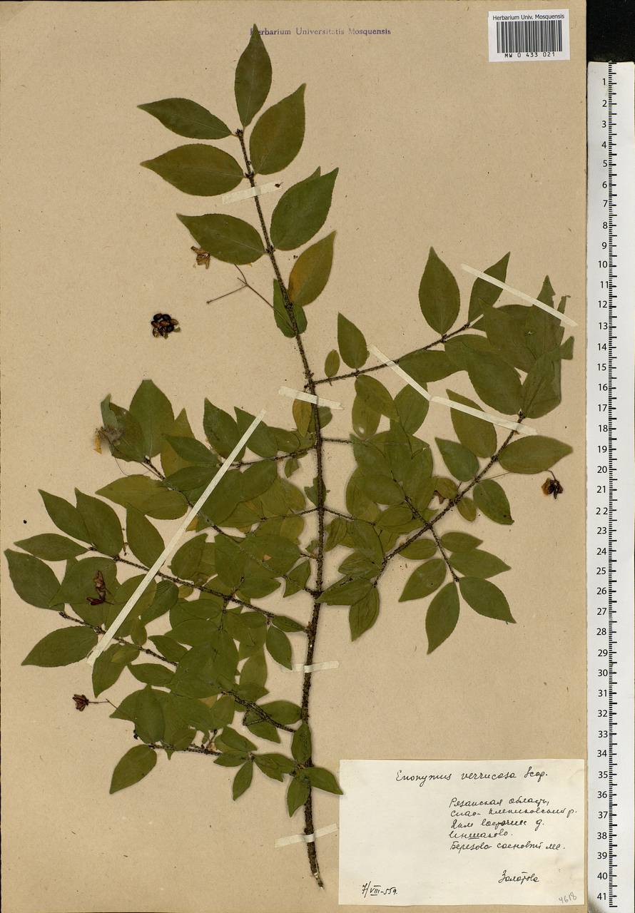 Euonymus verrucosus Scop., Eastern Europe, Central region (E4) (Russia)