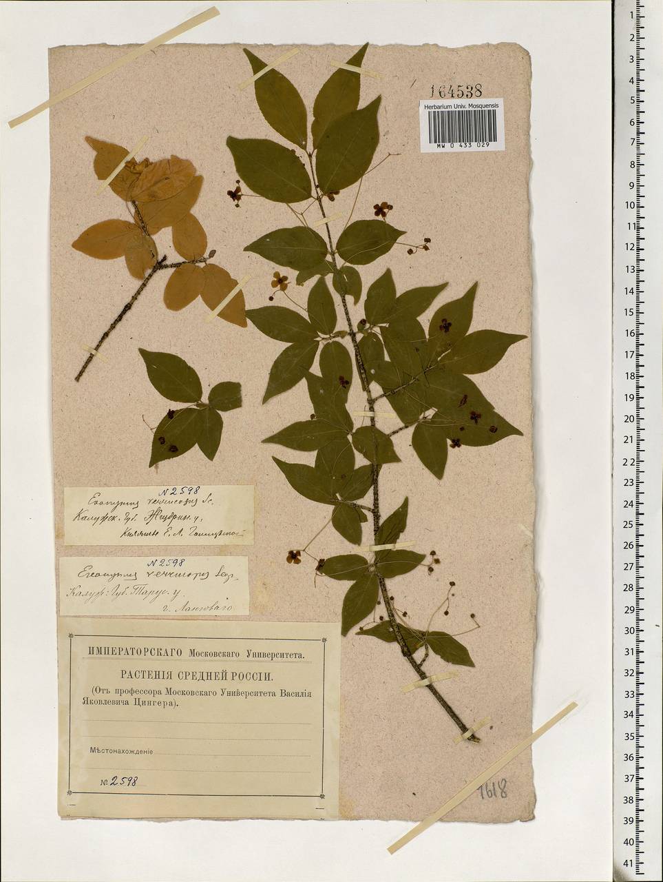 Euonymus verrucosus Scop., Eastern Europe, Central region (E4) (Russia)