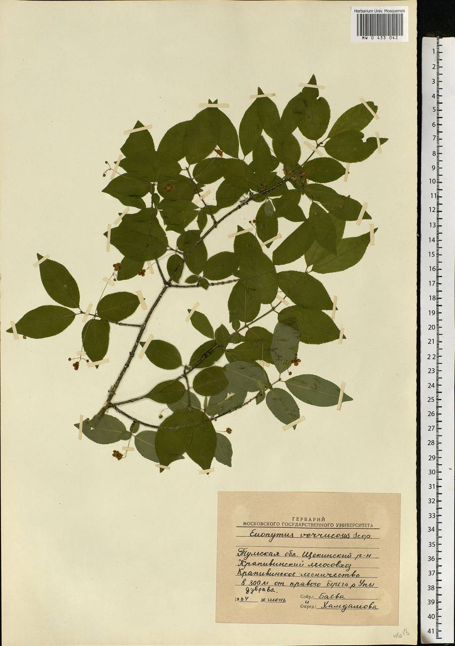 Euonymus verrucosus Scop., Eastern Europe, Central region (E4) (Russia)