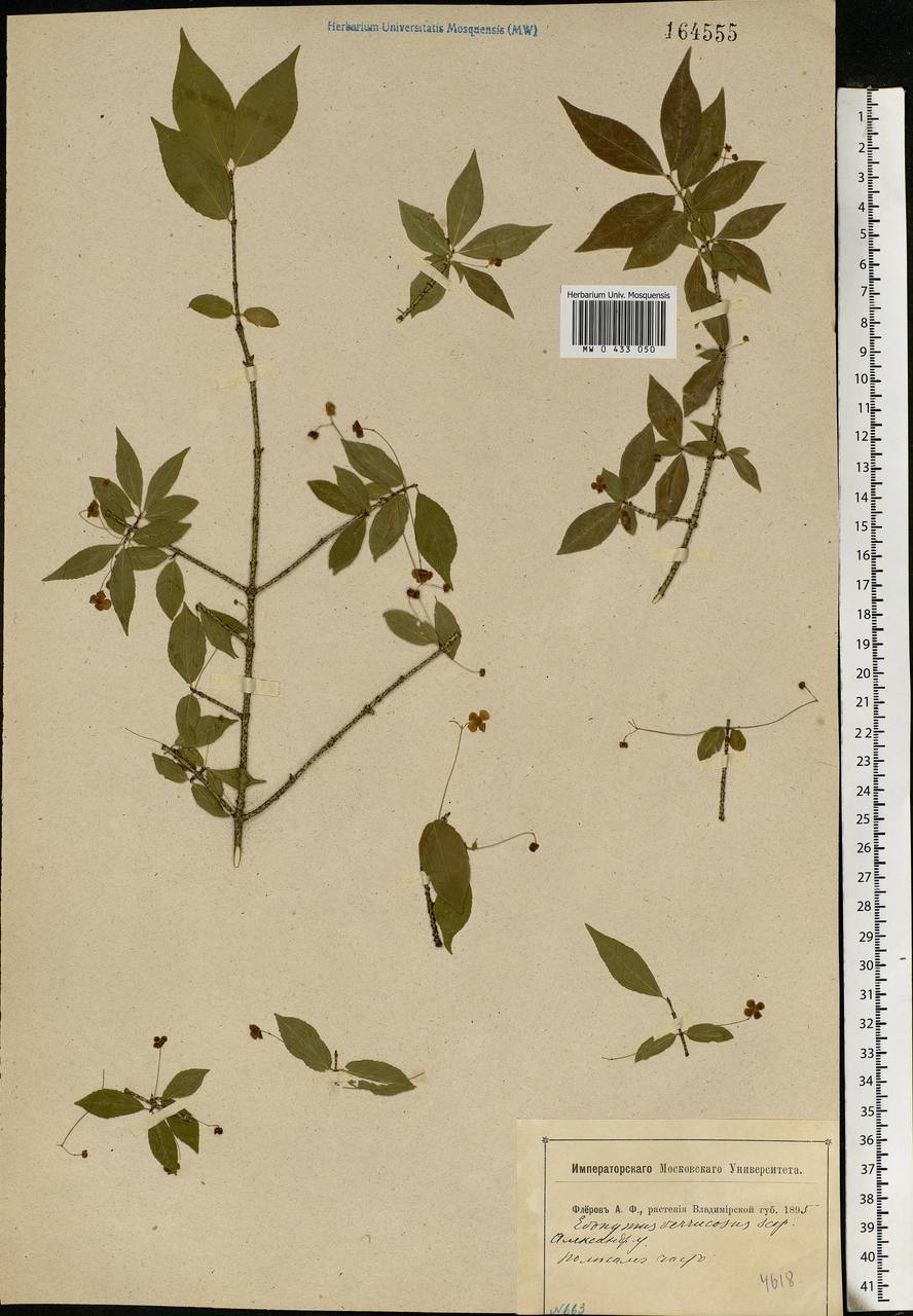 Euonymus verrucosus Scop., Eastern Europe, Central region (E4) (Russia)