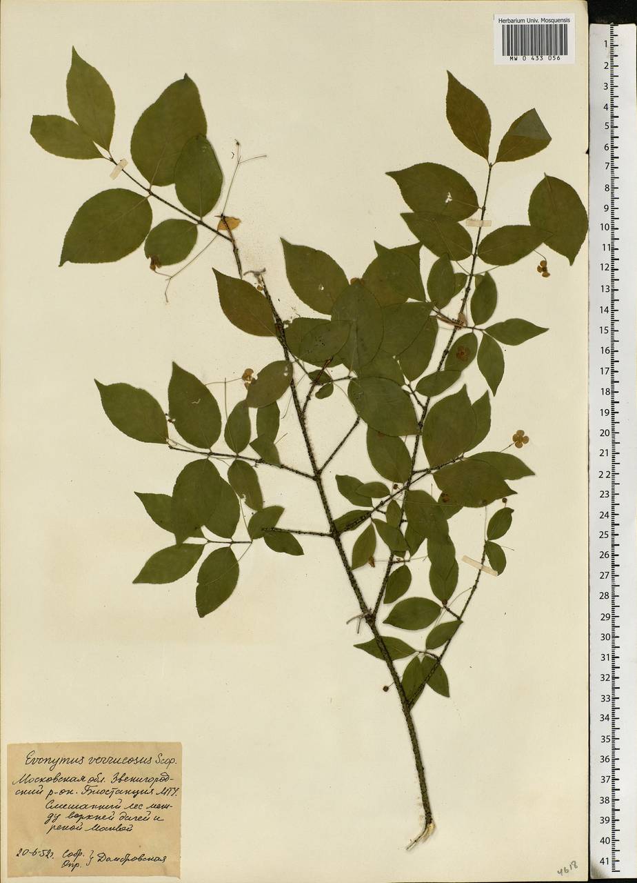 Euonymus verrucosus Scop., Eastern Europe, Moscow region (E4a) (Russia)