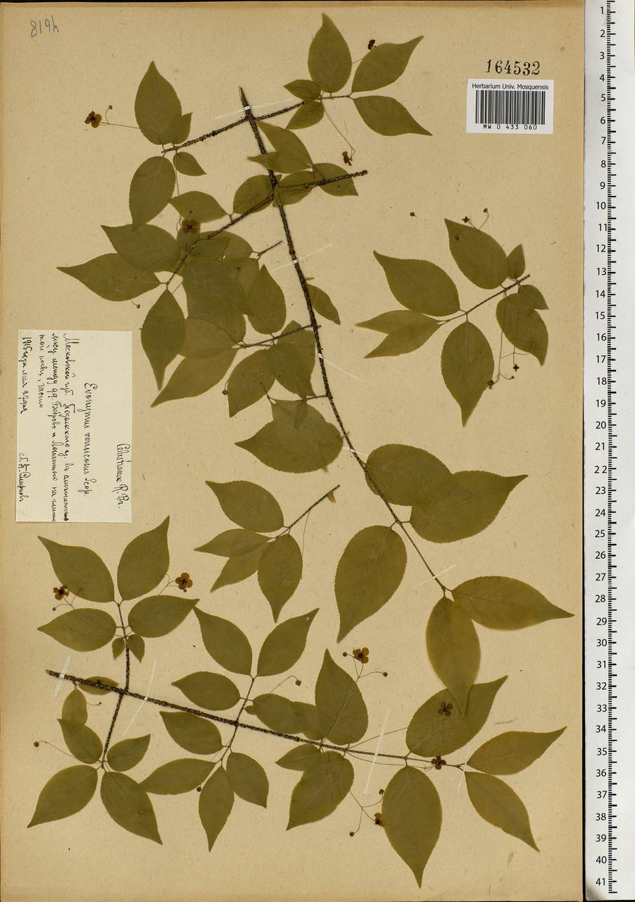 Euonymus verrucosus Scop., Eastern Europe, Moscow region (E4a) (Russia)