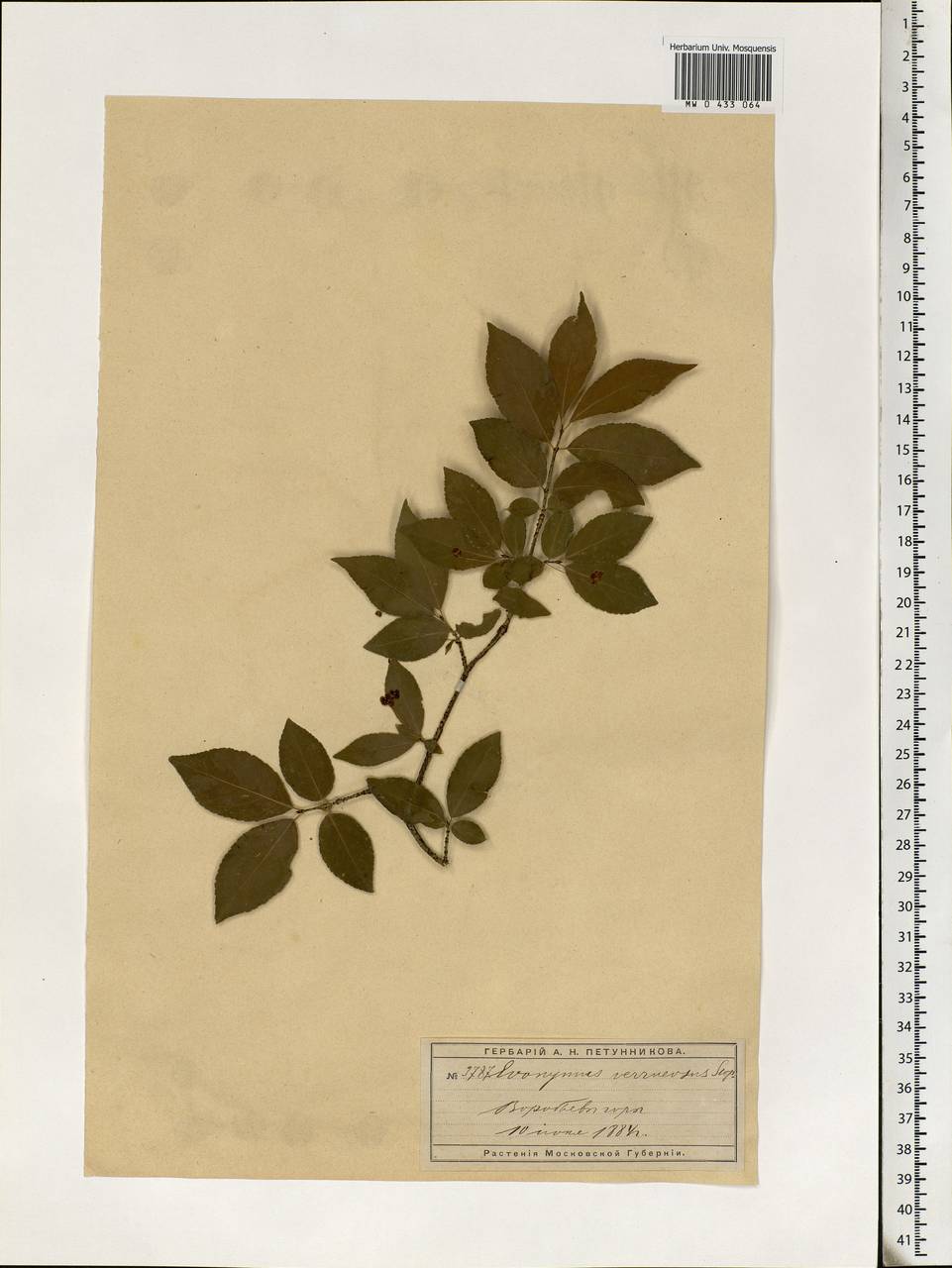 Euonymus verrucosus Scop., Eastern Europe, Moscow region (E4a) (Russia)