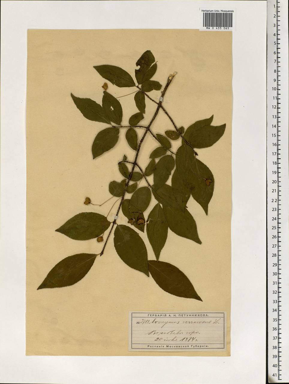 Euonymus verrucosus Scop., Eastern Europe, Moscow region (E4a) (Russia)