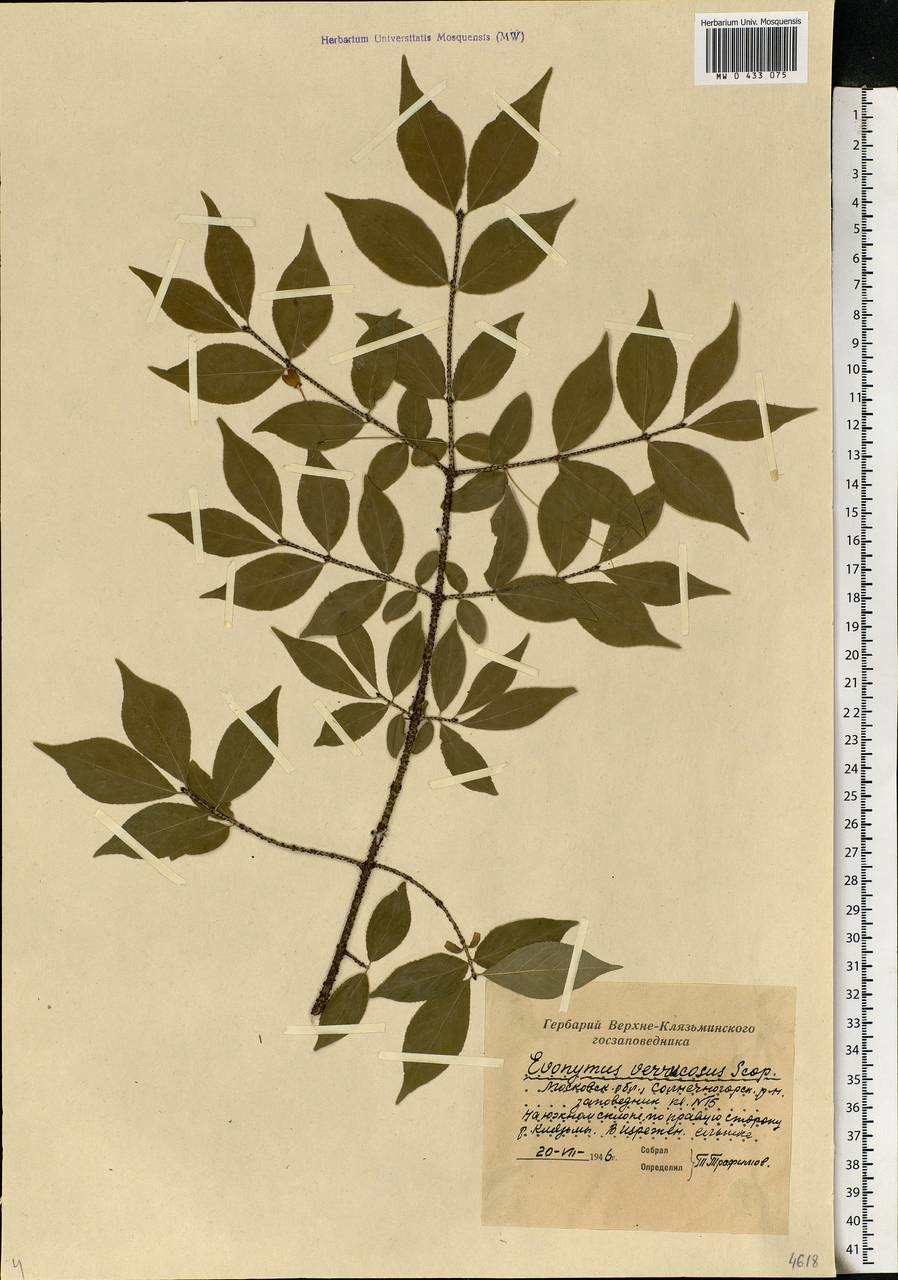 Euonymus verrucosus Scop., Eastern Europe, Moscow region (E4a) (Russia)